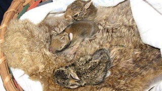Coats For Cubs